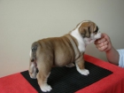 Cachorra de Bulldog Inglés - mejor precio | unprecio.es