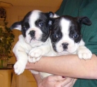 Bulldog frances con pedigree - mejor precio | unprecio.es