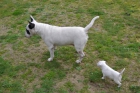 Cachorros Bull Terrier listos para llevar - mejor precio | unprecio.es