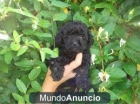 caniche toy negra preciosa , calidad precio - mejor precio | unprecio.es