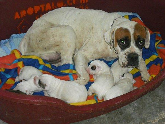 FW: ¡¡¡SOS!!! MAMÁ BÓXER Y SUS 6 CACHORRINES EN PERRERA DE JÉREZ. RIESGO DE SACRIFICIO‏