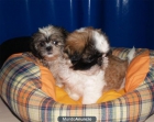 Tu Shih Tzu, muy baratos - mejor precio | unprecio.es
