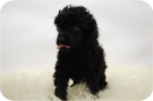 ULTIMOS CACHORROS DE CANICHE EN COLOR NEGRO, CALIDAD - mejor precio | unprecio.es