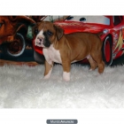 un cachorro Boxer maravilloso - mejor precio | unprecio.es