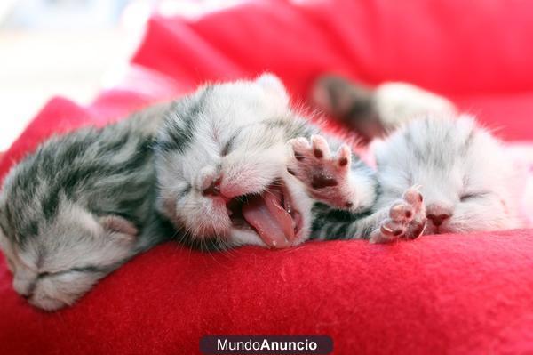 VENDO CACHORROS SCOTTISH FOLD Y SCOTTISH STRAIGHT BRITISH SHORTHAIR