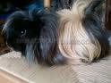 Vendo cobaya peruviana preciosa y docil por no poder tenderla