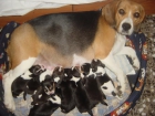 VENTA DE 6 CACHORROS DE BEAGLE EN OURENSE AUTENTICOS TRICOLORES - mejor precio | unprecio.es