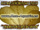 Almendro indio (terminalia catappa) - mejor precio | unprecio.es