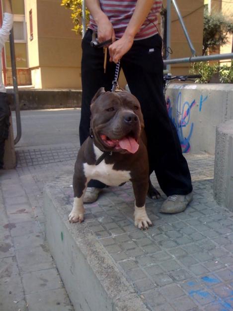 american bully pitbull