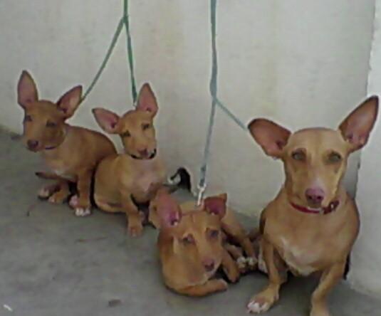 bendo 3 cachorros de podenco maneto