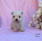 Bichon Maltes - mejor precio | unprecio.es