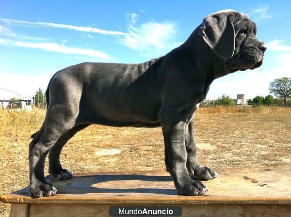 Cachorritos Mastin Napolitano de las mejores lineas