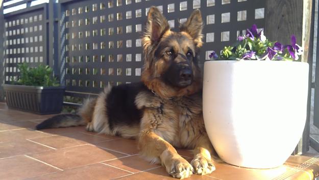 Cachorros de Pastores Alemanes de Pelo Largo