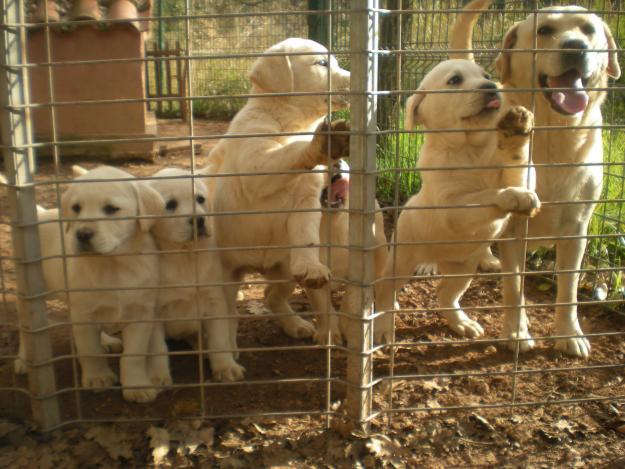 cachorros labrador en barcelona criadero a 25min de barcelona  elige