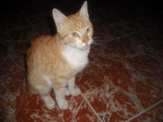 encontrado gato