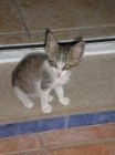 LULA, PEQUEÑA GATITA . VALENCIA - mejor precio | unprecio.es