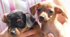 Mini Pincher ¡el cachorro que quieres ! - mejor precio | unprecio.es