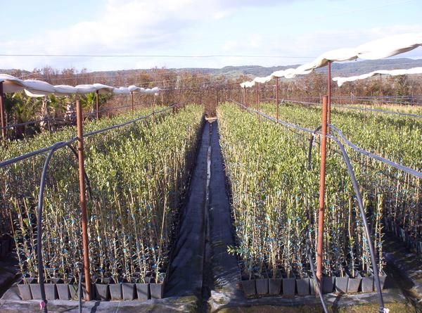 plantas de olivosmicorrizadas,VIVEROS la CONCHUELA, su vivero de olivas