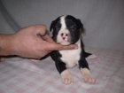 preciosos staffys - mejor precio | unprecio.es