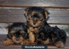 Regalo,Australian terrrier cachoros - Madrid - mejor precio | unprecio.es