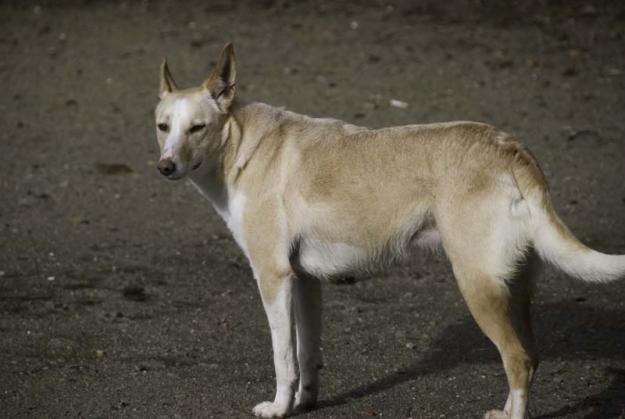 rubia, perrita grande en adopción