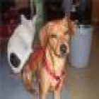vendo pincher de 1 año - mejor precio | unprecio.es