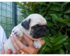 Pug cachorros con pedigrí italiano - mejor precio | unprecio.es