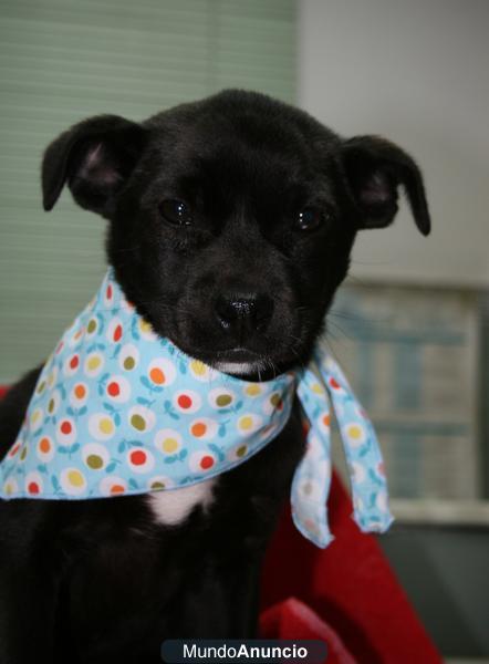 Regalo cachorro raza pequeña