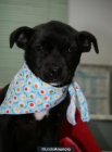 Regalo cachorro raza pequeña - mejor precio | unprecio.es