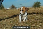 Fantásticos Jack Russell - mejor precio | unprecio.es