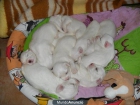SE VENDEN PRECIOSOS BICHON MALTÉS - mejor precio | unprecio.es