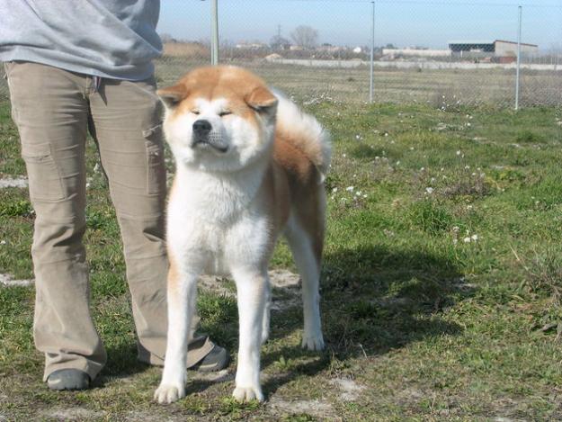 AKITA-INU