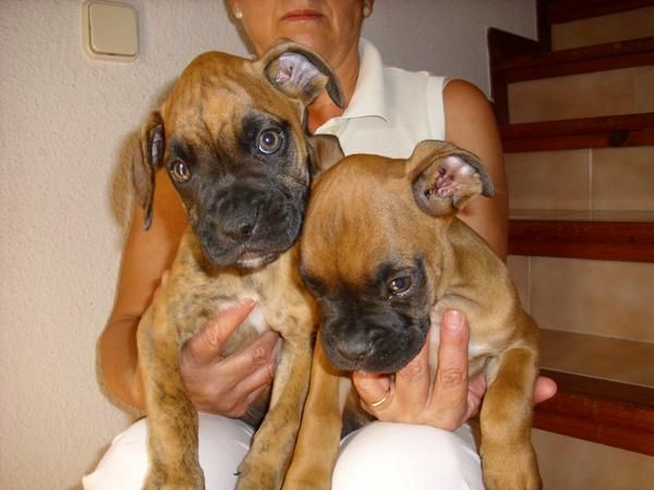 BOXER PRECIOSOS