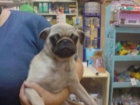 CACHORRITOS DE CARLINO, OFERTA 425 EUROS - mejor precio | unprecio.es