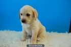 cachorros de Labrador, perritos disponibles con dos meses - mejor precio | unprecio.es