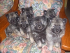 camada de keeshond,spitz aleman,wolfspitz - mejor precio | unprecio.es