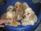 COCKER DORADOS PRECIOSOS CACHORROS 200E - mejor precio | unprecio.es