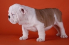 excelentes cachorros de Bulldog Inglés - mejor precio | unprecio.es