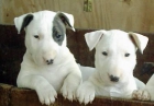 Excelentes cachorros de bullterrier - mejor precio | unprecio.es