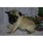 Hembras carline(pug) de color negro - mejor precio | unprecio.es