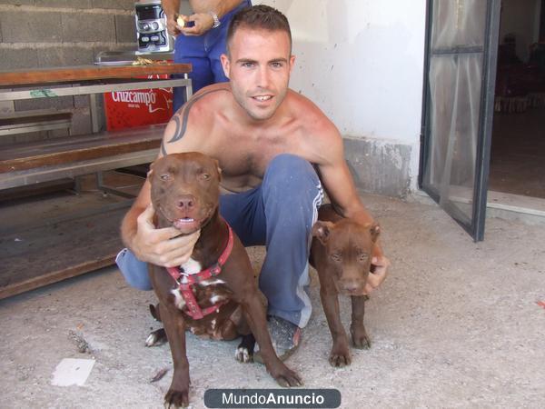 proxima camada pitbull red nose