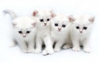 regalo gatitos albinos blancos y varios colores - mejor precio | unprecio.es
