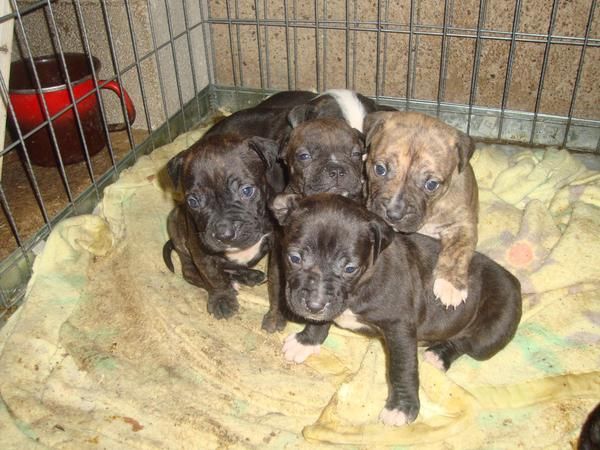 se venden cachorros de american