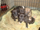 se venden cachorros de american - mejor precio | unprecio.es