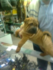 SHARPEI MACHOS Y HEMBRAS CON GARANTIA Y PEDIGRIE - mejor precio | unprecio.es