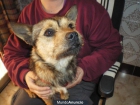 REGALO PERRO SUPER CARIÑOSO - mejor precio | unprecio.es