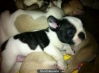 CACHORRO DE BULLDOG FRANCÉS - mejor precio | unprecio.es
