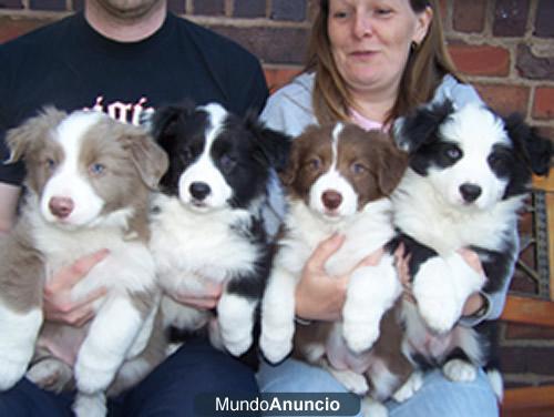 Adoption,Camada border collie preciosos pedigree