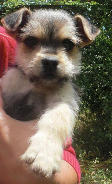 Cachorro tamaño mediano en un futuro
