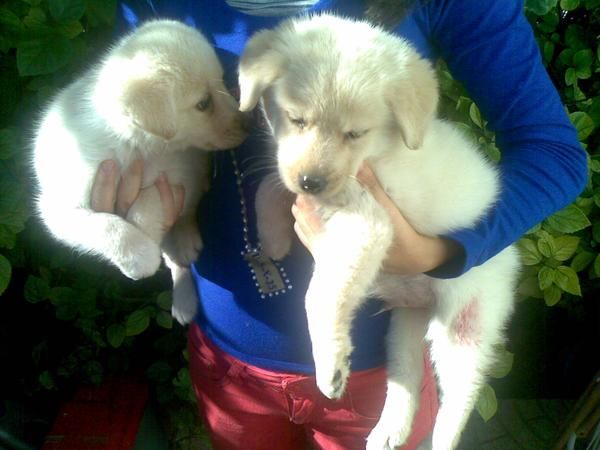 Camada de golden retriever con 50 dias a buen precio